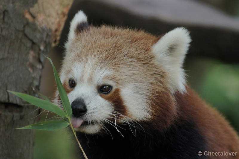 DSC06587kopie.JPG - Rode Panda