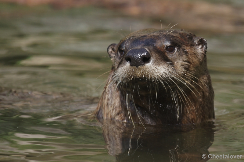 DSC06792.JPG - Otter