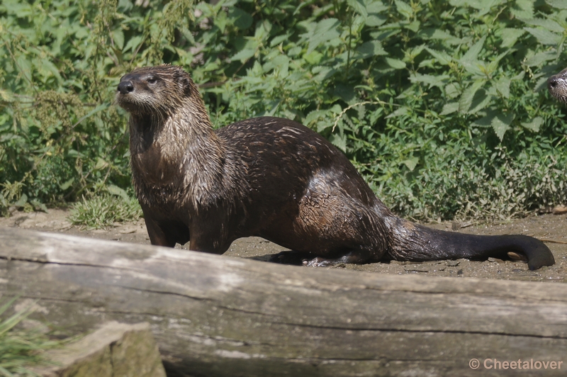 DSC06811kopie.JPG - Otter