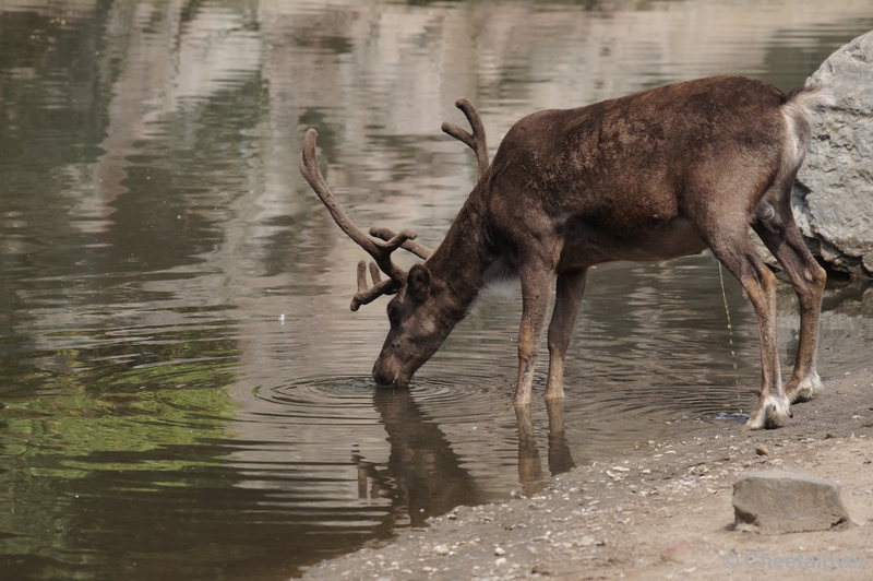 DSC06866.JPG - Eland aan het 'recyclen'