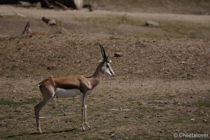 DSC06931.JPG - Springbok