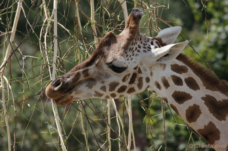 DSC06983.JPG - Giraffe