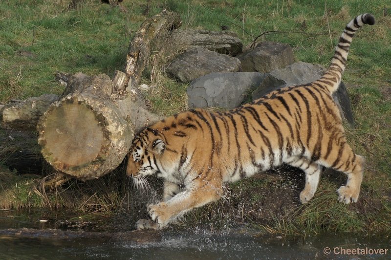 DSC00251.JPG - 14-01-2012 Safaripark Beekse Bergen