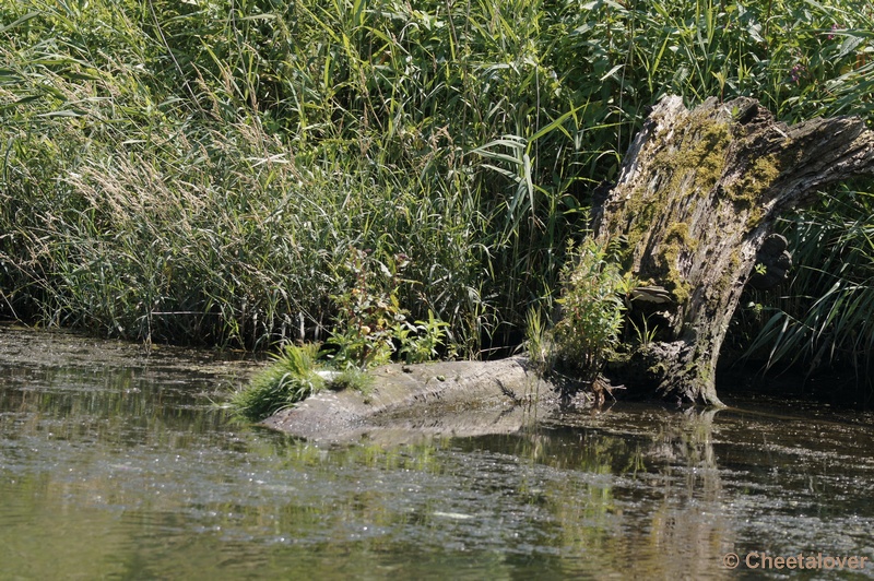 DSC03930.JPG - Boottocht over de Biesbosch