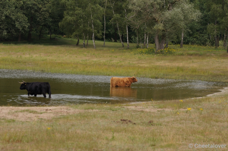 DSC09899.JPG - Boswachterij Dorst