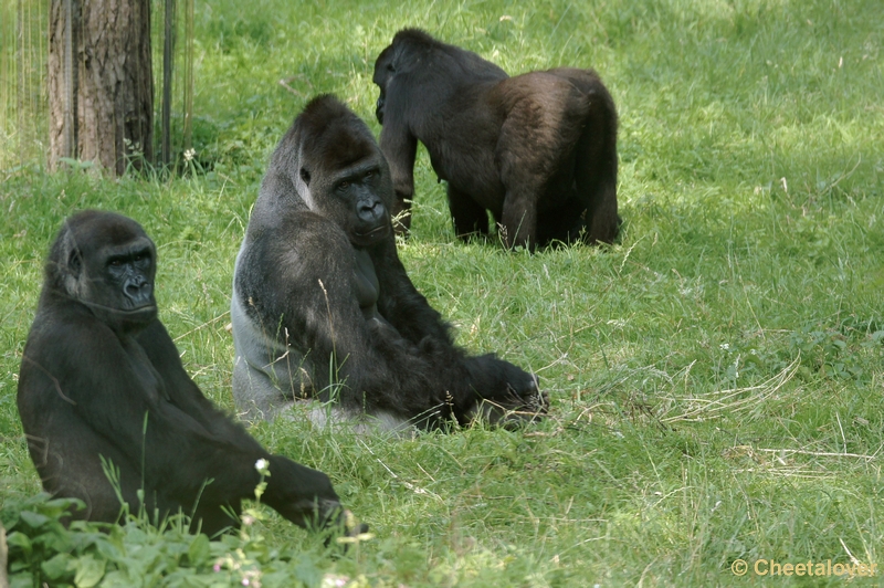 DSC05497kopie.JPG - Burger's Zoo Dierentuin