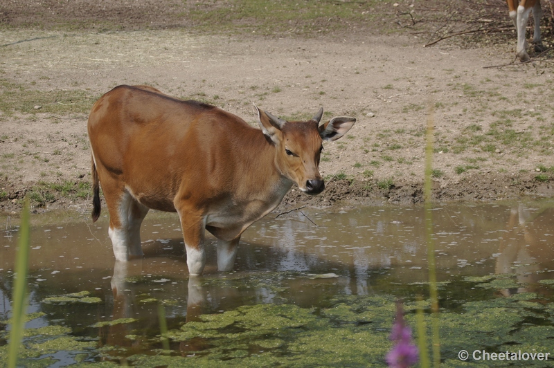 DSC05623.JPG - Burger's Zoo Rimba