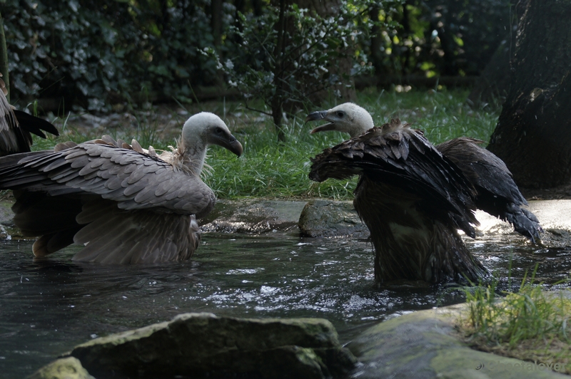 DSC05782kopie.JPG - Burger's Zoo, Vale Gieren nemen een bad