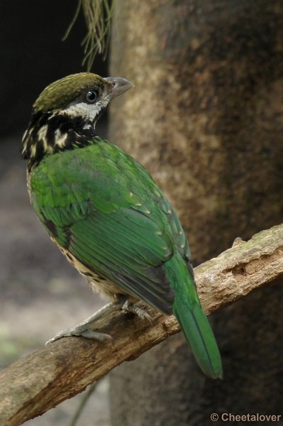 DSC05861kopie.JPG - Burger's Zoo Dierentuin