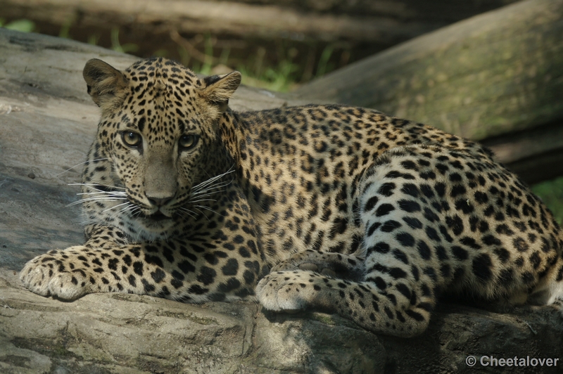 DSC06025kopie.JPG - Burger's Zoo Dierentuin (Gevlekte Panter)