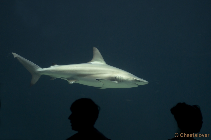 DSC06190.JPG - Burger's Zoo Ocean