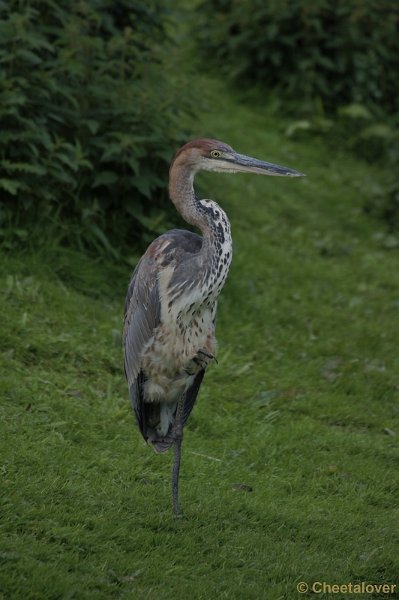 DSC03287.JPG - Goliath Reiger