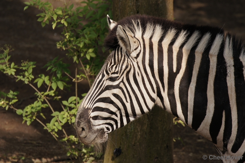 DSC01147.JPG - Damara Zebra