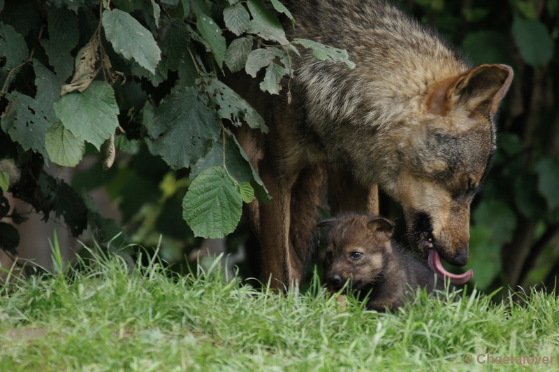 DSC01191.JPG - Iberische Wolf