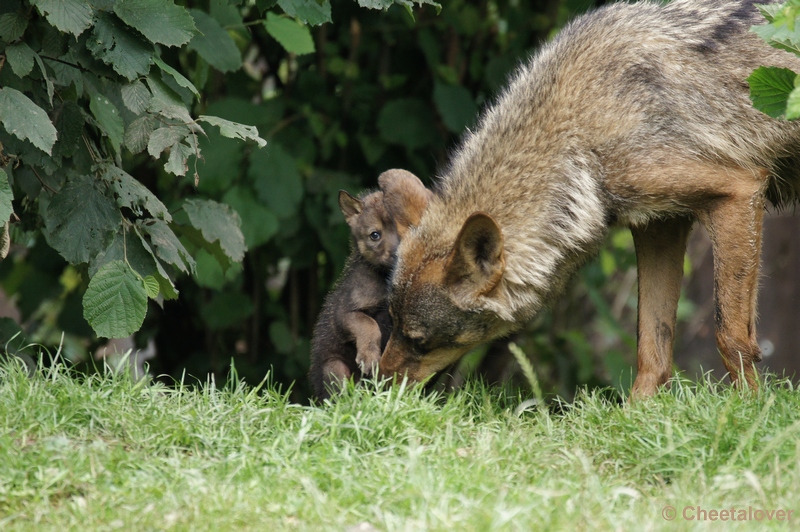 DSC01206.JPG - Iberische Wolf