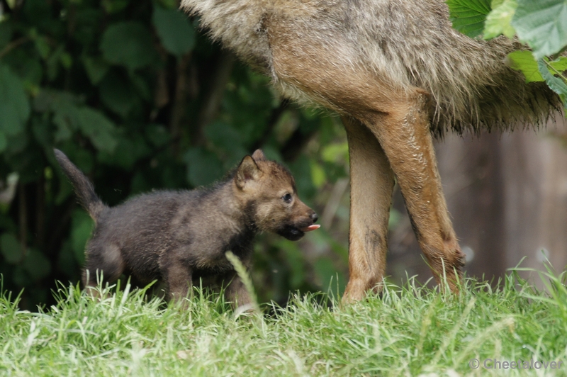 DSC01211.JPG - Iberische Wolf