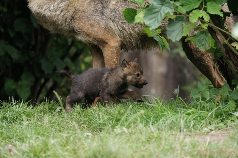 DSC01214.JPG - Iberische Wolf