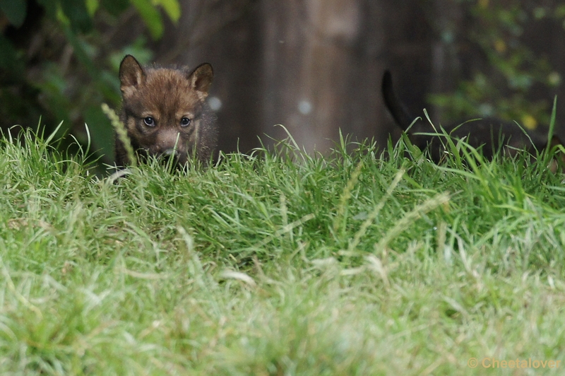 DSC01220.JPG - Iberische Wolf