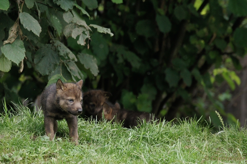 DSC01229.JPG - Iberische Wolf