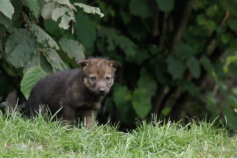 DSC01234.JPG - Iberische Wolf