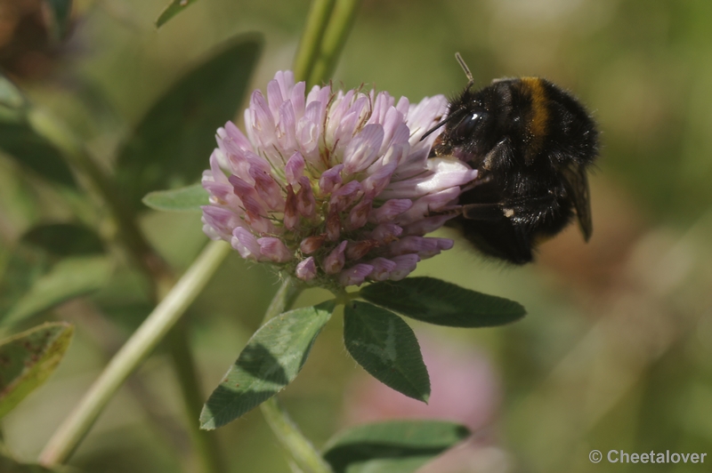 DSC03850.JPG - Hommel