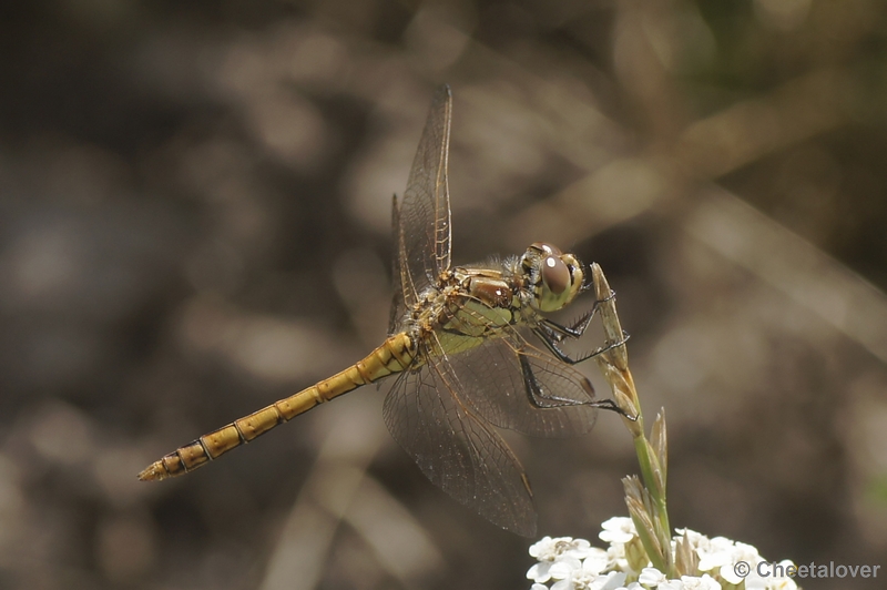 DSC03859.JPG - Heidelibel