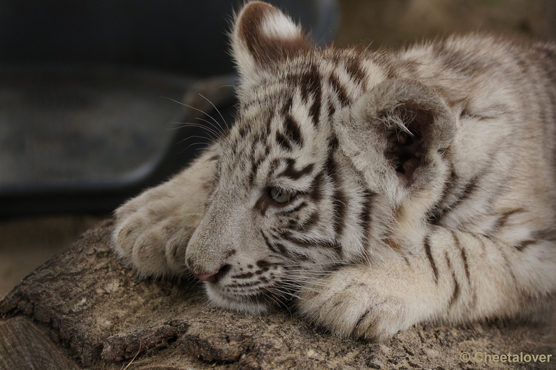 DSC01492.JPG - Witte Tijger