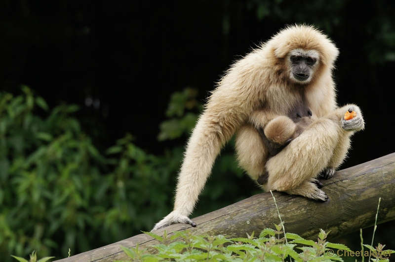 DSC01532.JPG - Withandgibbon