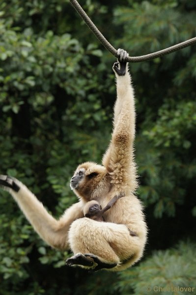 DSC01548.JPG - Withandgibbon