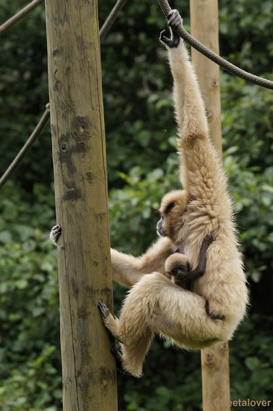 DSC01551.JPG - Withandgibbon