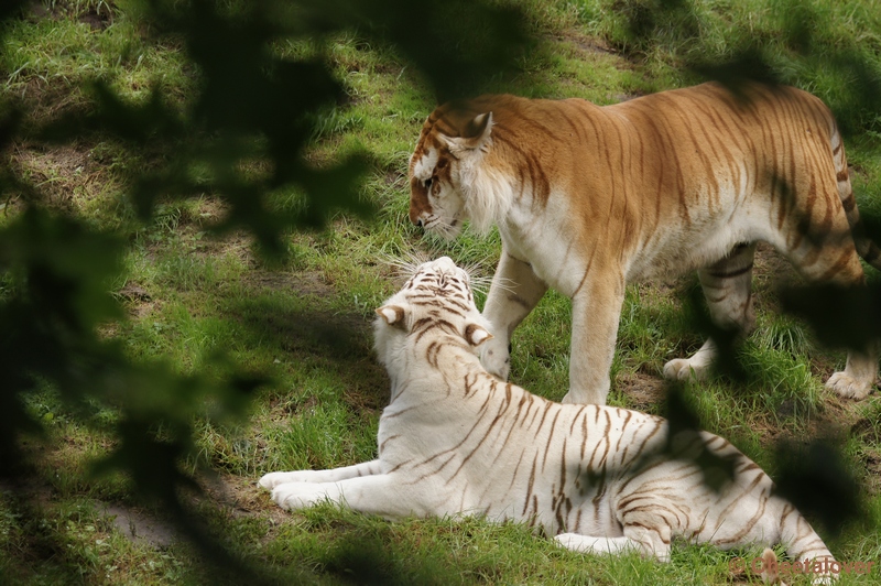 DSC01559.JPG - Witte en Goude Tijger