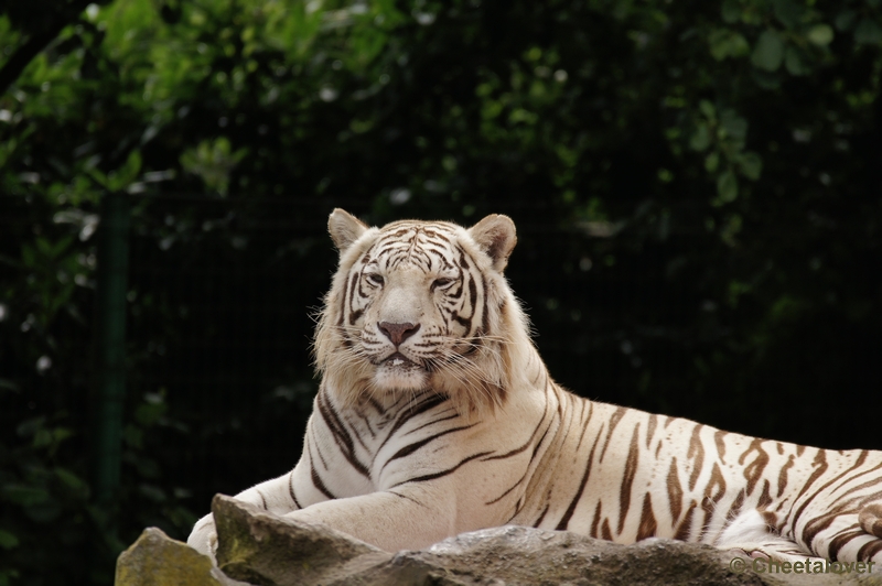 DSC01564.JPG - Witte Tijger