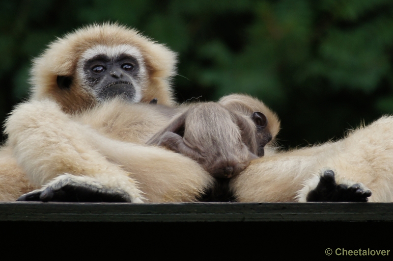 DSC01619.JPG - Withandgibbon