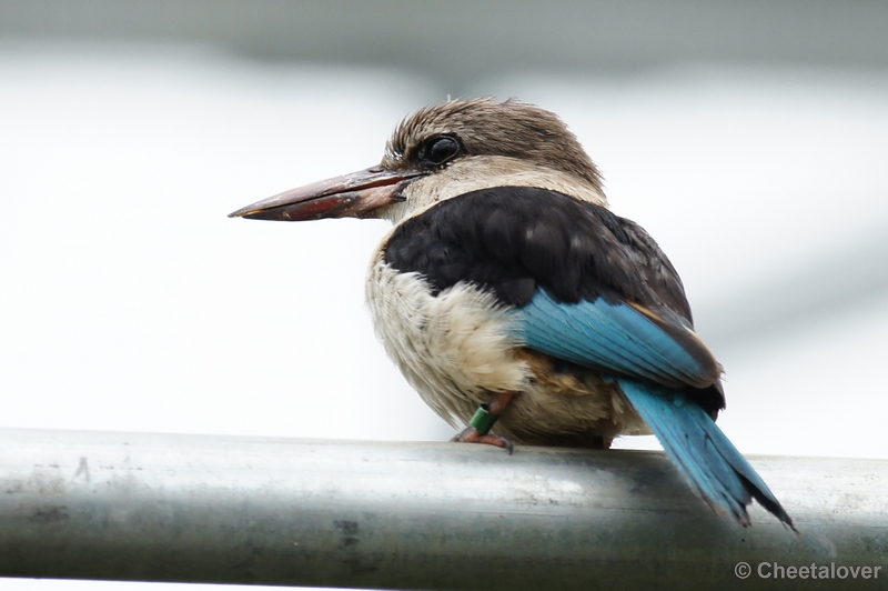 DSC01785.JPG - Kookaburra