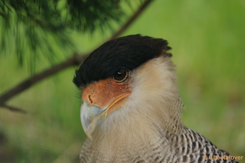 DSC01859.JPG - Caracara