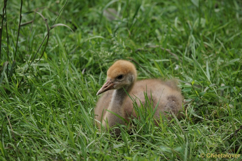 DSC01869.JPG - Jonge Kraanvogel