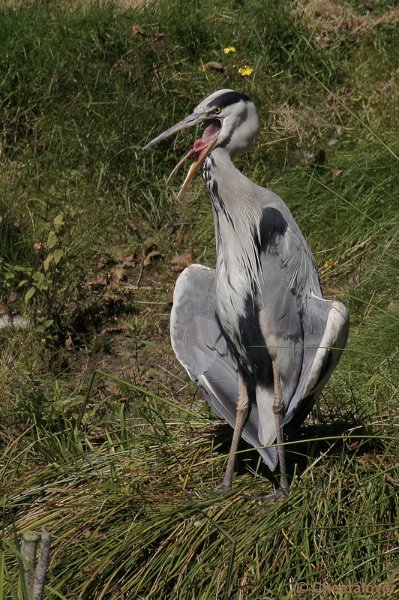 DSC03977.JPG - Blauwe Reiger