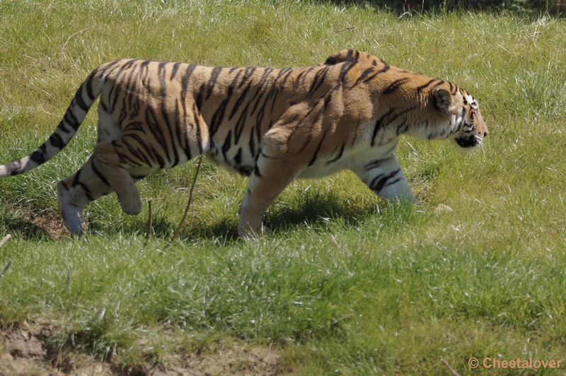 DSC04377.JPG - Syberische Tijger