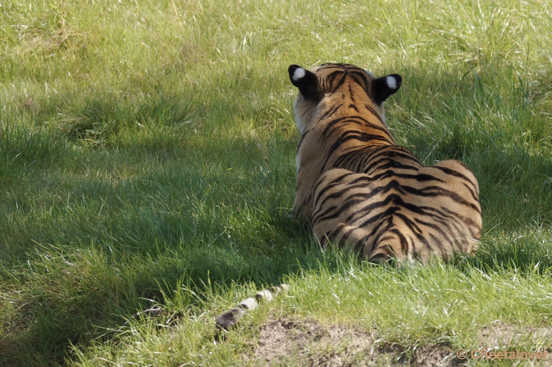 DSC04401.JPG - Syberische Tijger