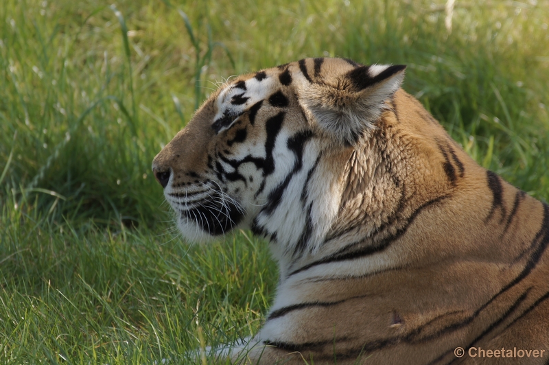 DSC04406.JPG - Syberische Tijger