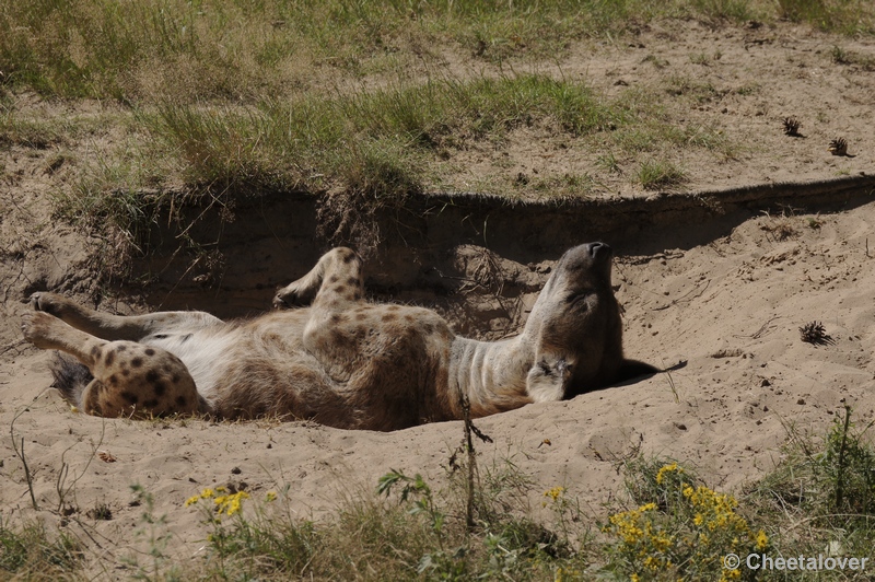 DSC04446.JPG - Hyena