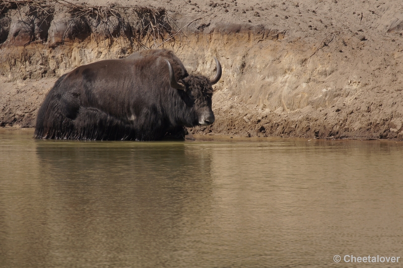 DSC04469.JPG - Yak