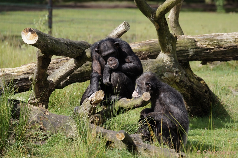 DSC01341.JPG - Chimpansee