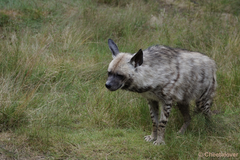 DSC01352.JPG - Gestreepte Hyena