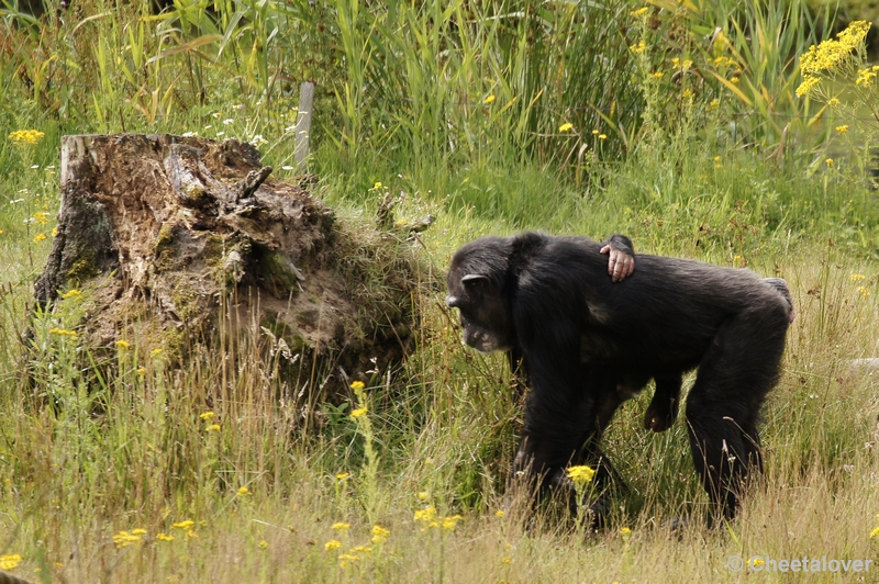 DSC01400.JPG - Chimpansee