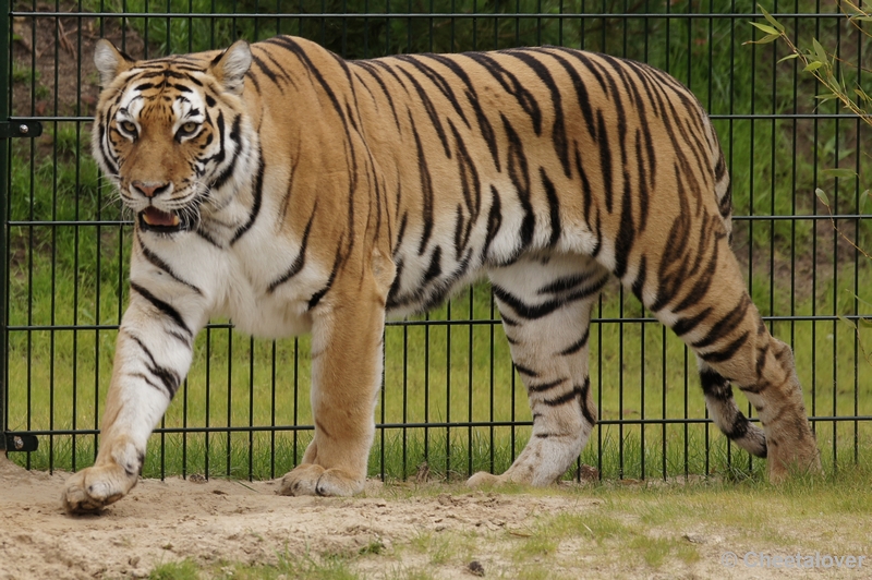 DSC01409.JPG - Siberische Tijger