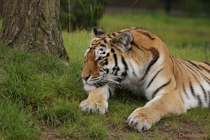 DSC01412.JPG - Siberische Tijger