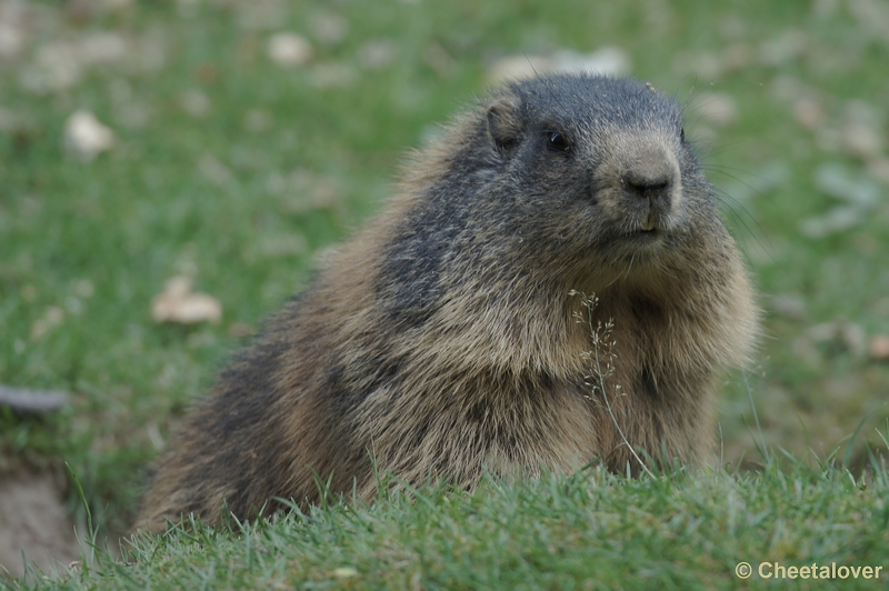 DSC05057kopie.JPG - Marmot