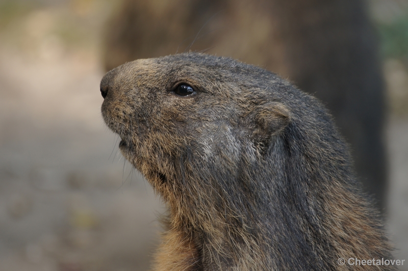 DSC05074kopie.JPG - Marmot