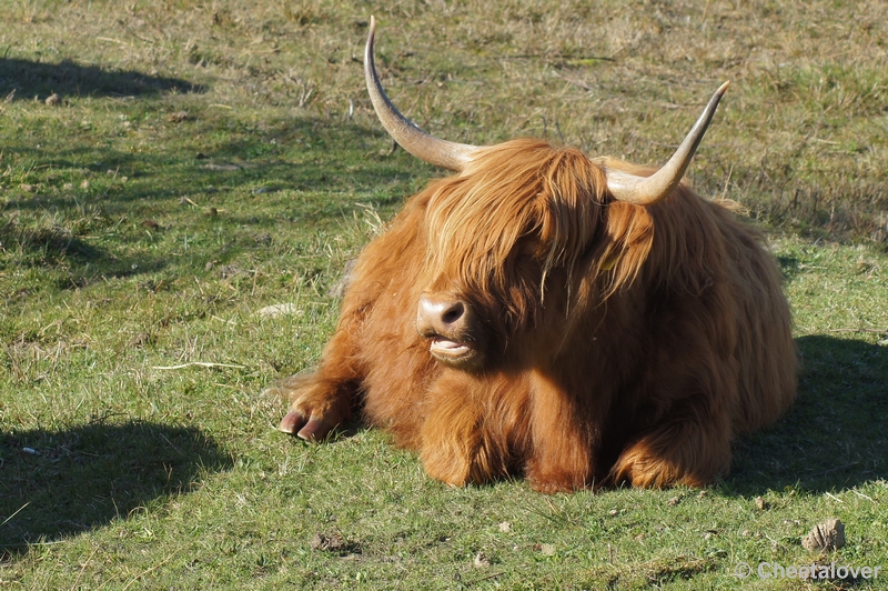 DSC04176.JPG - Schotse Hooglander